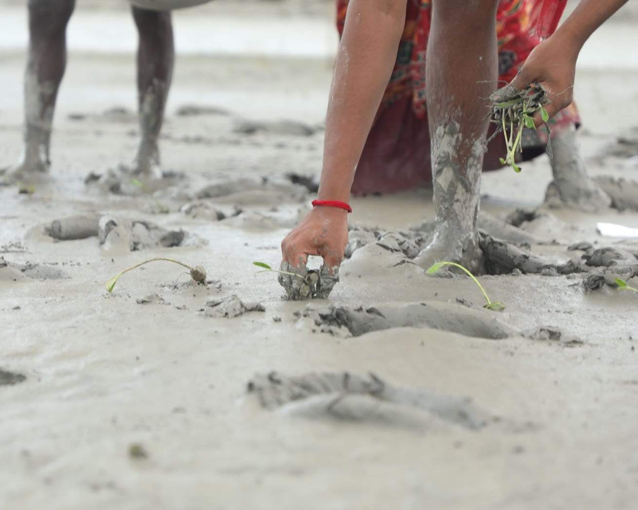 Planting mangroves in India