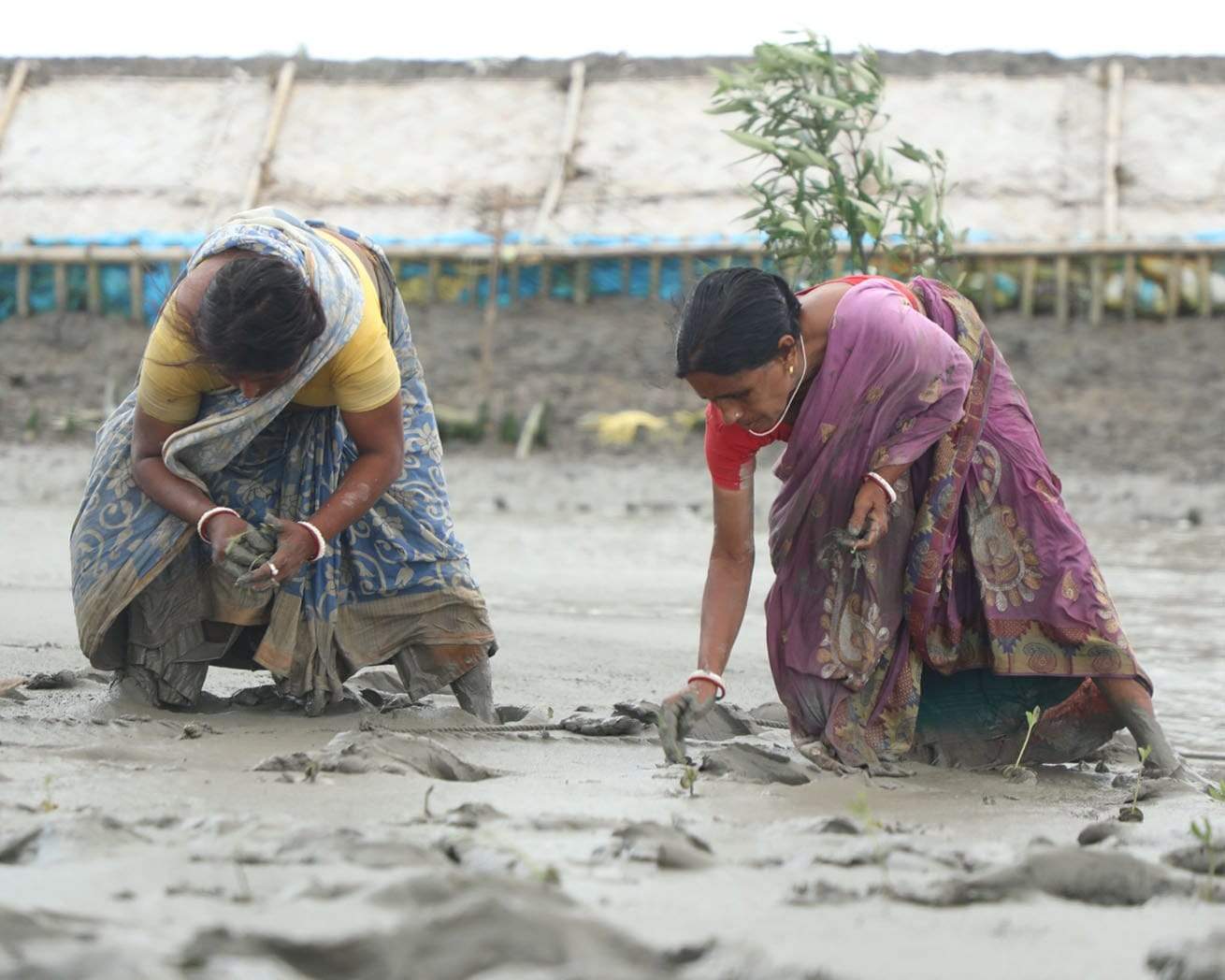 mangroves tree planting