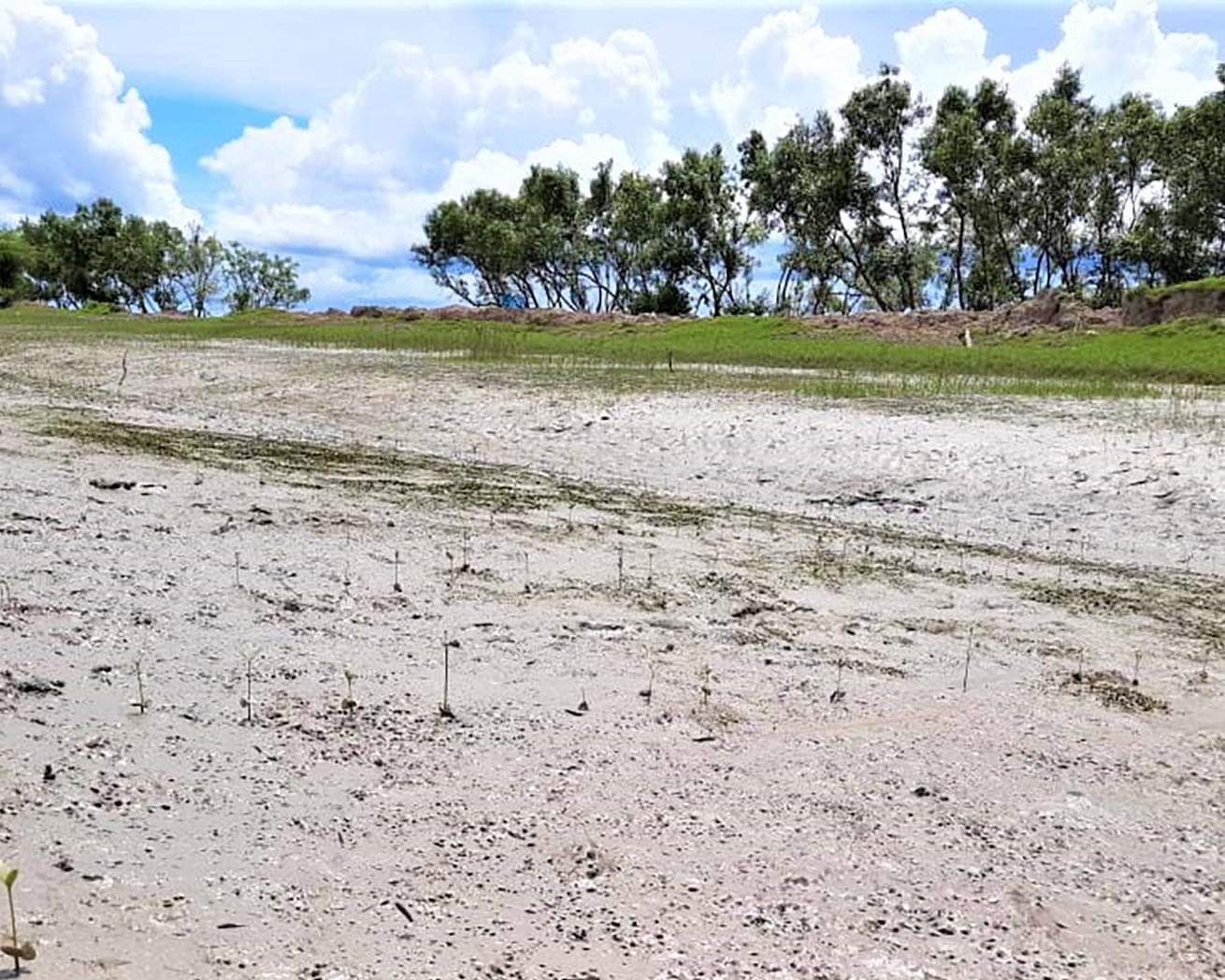 mangroves planting site