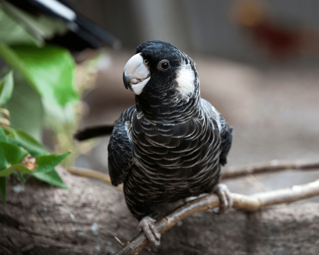 Bird sitting on branch