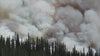 Forest Fire recovery reel