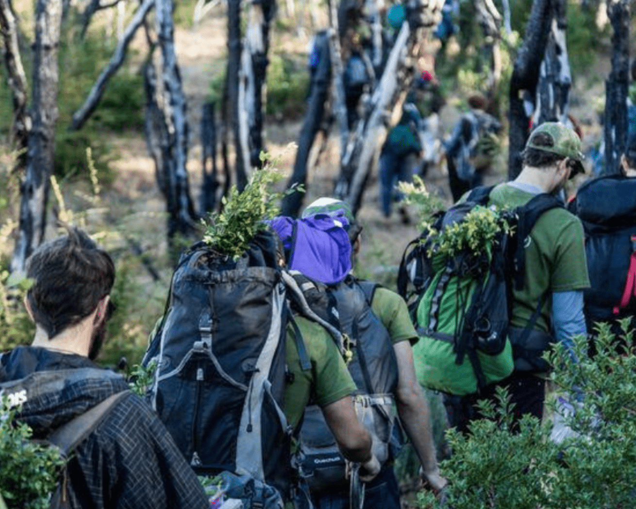 Tree planters carrying saplings