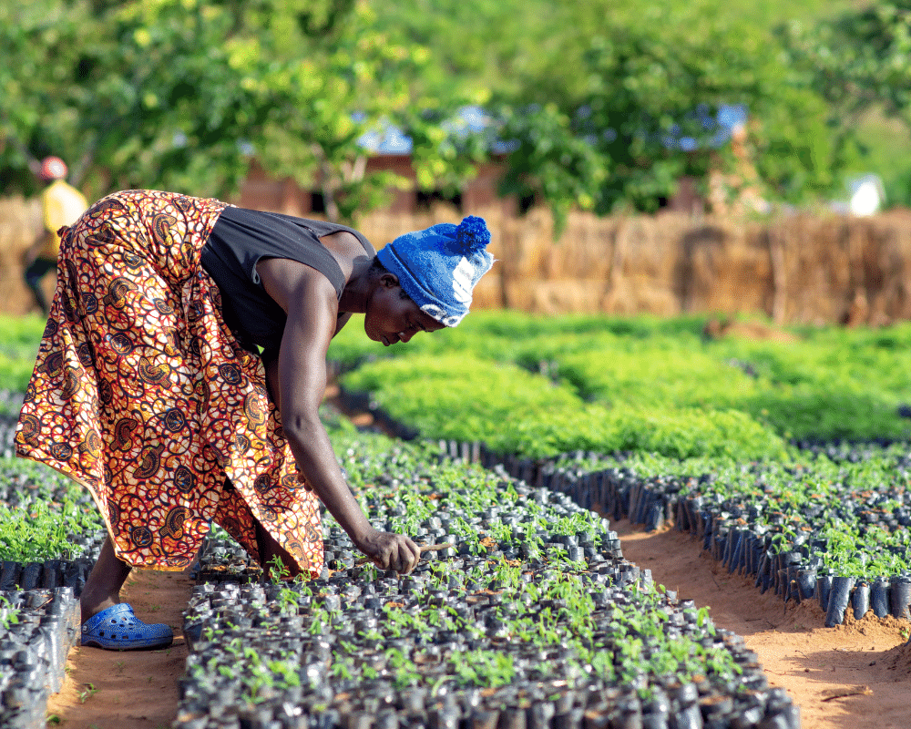 Sorting tree saplings in Malawi