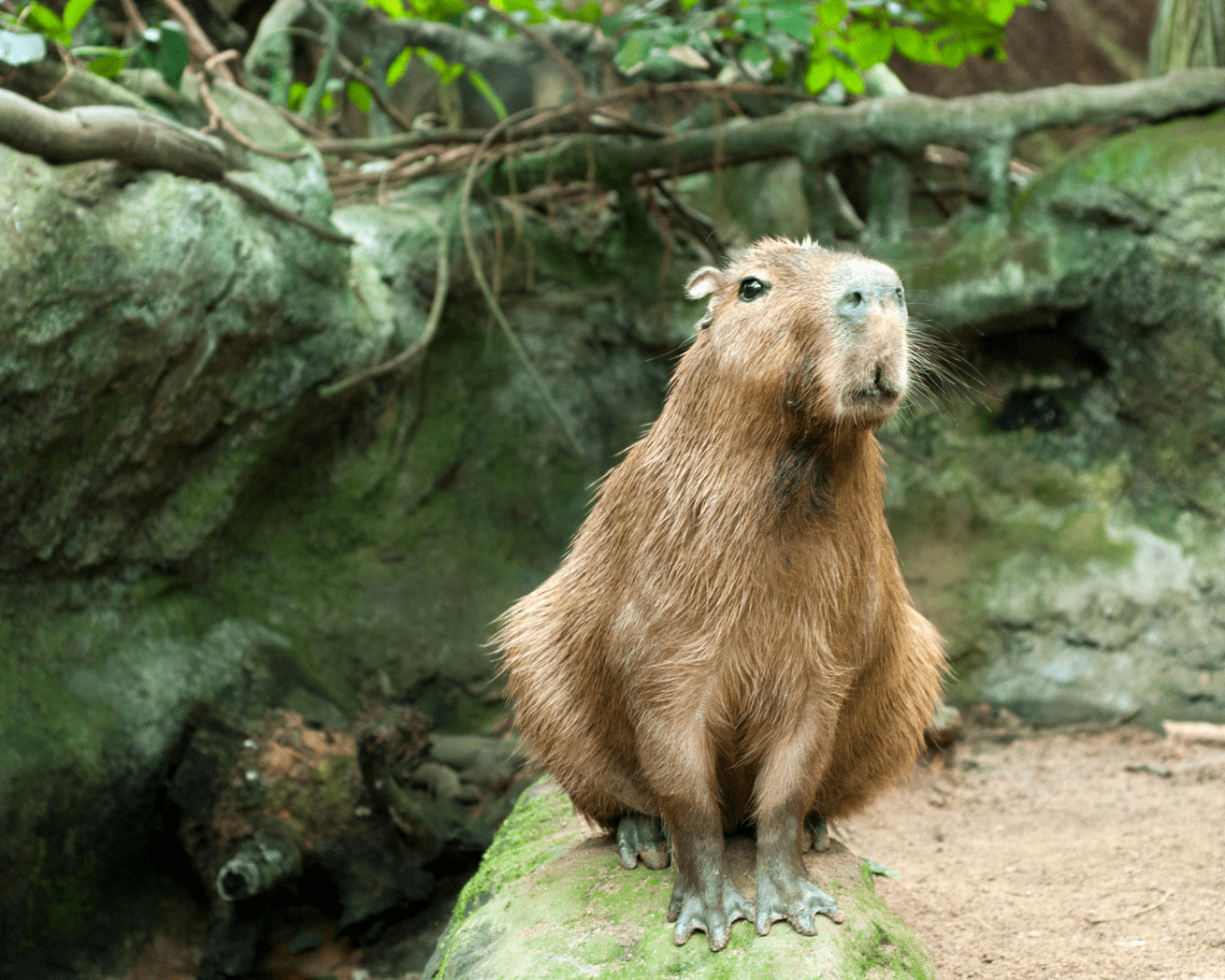 Argentina animal