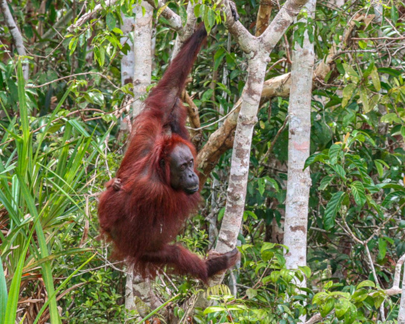 Biodiversity in Asia