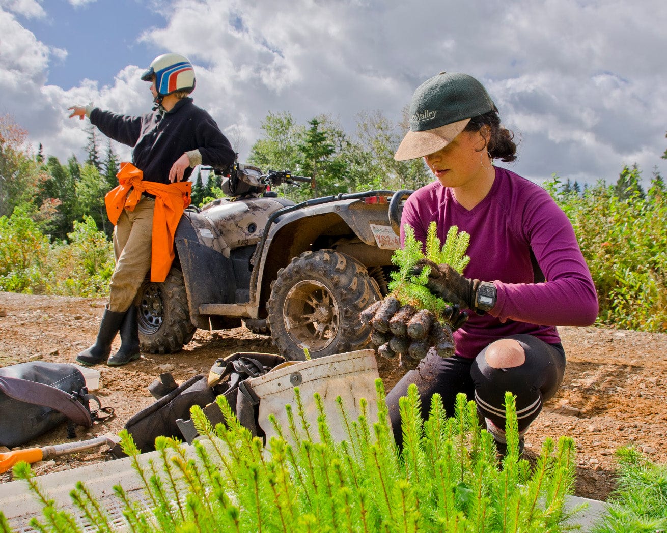 Sorting saplings in Cape Breton