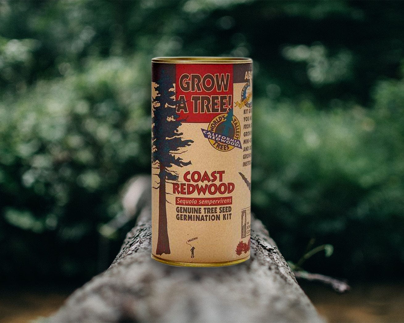 Coast Redwood