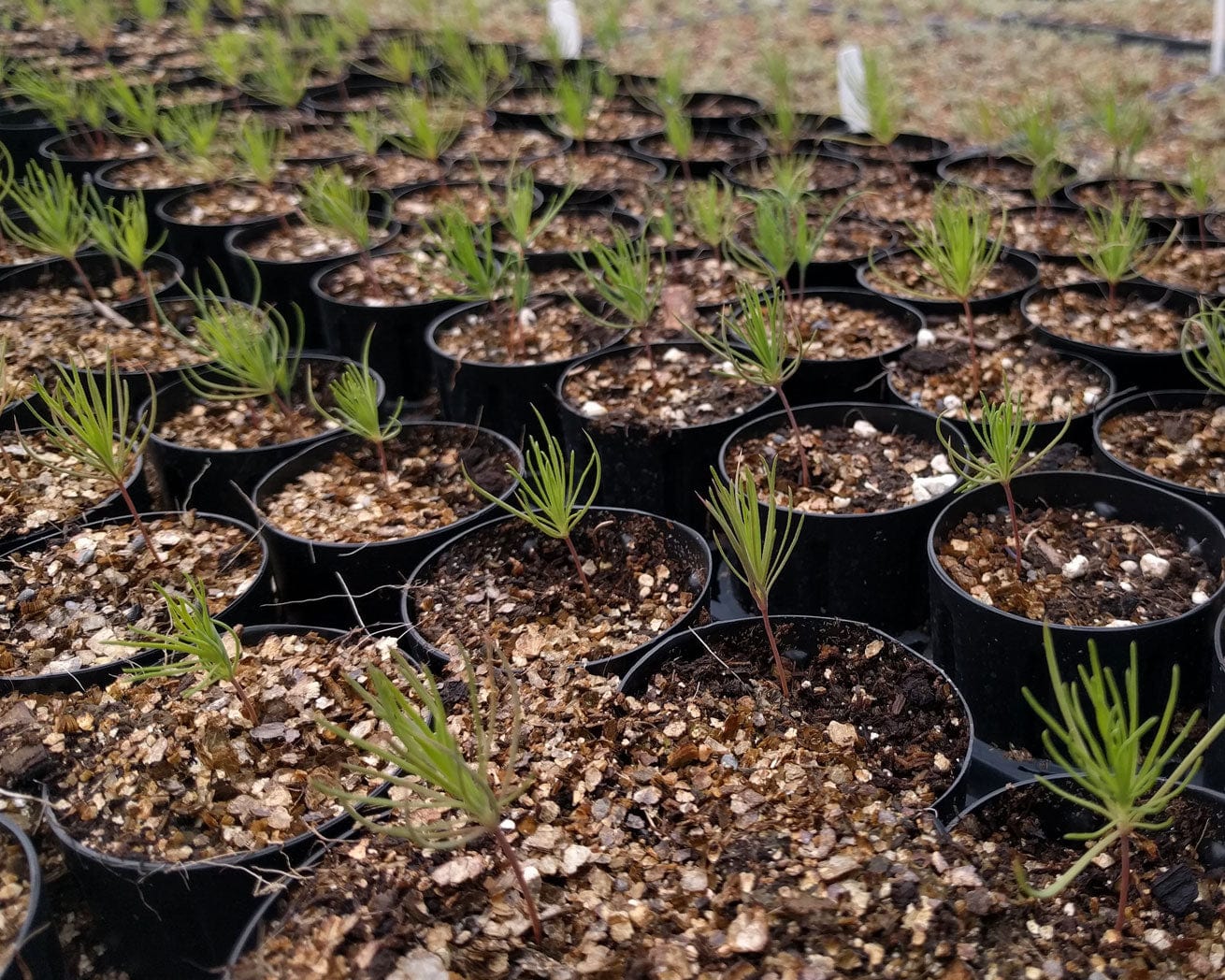 Colorado tree saplings
