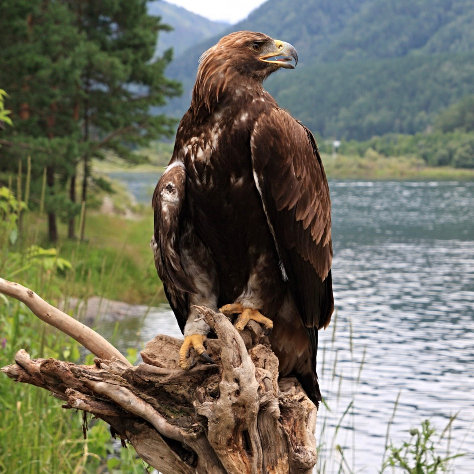 Promote Biodiversity