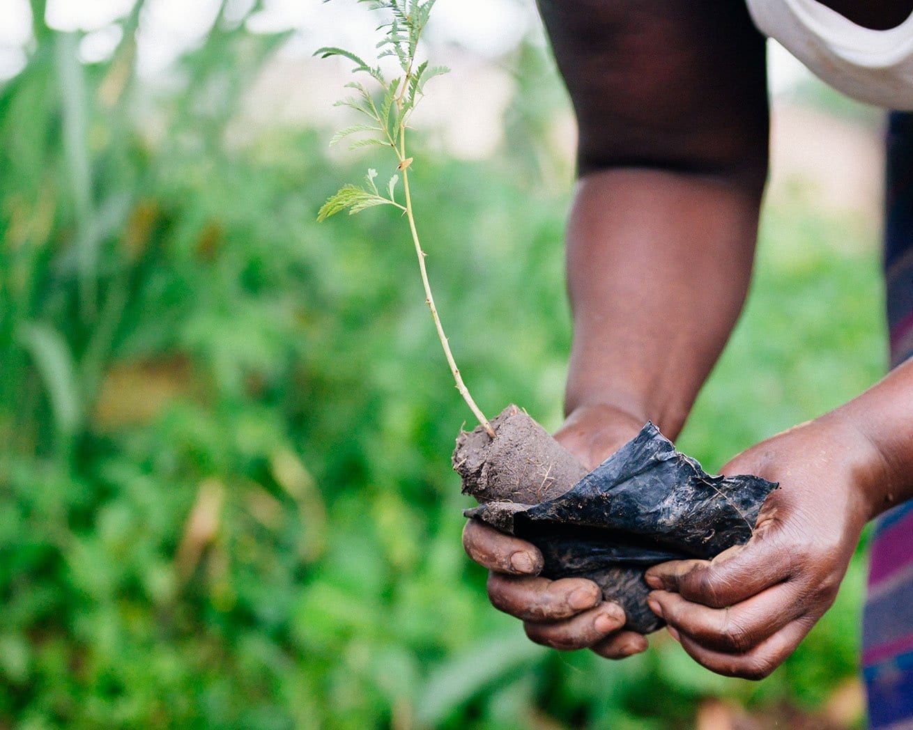Holding tree sapling