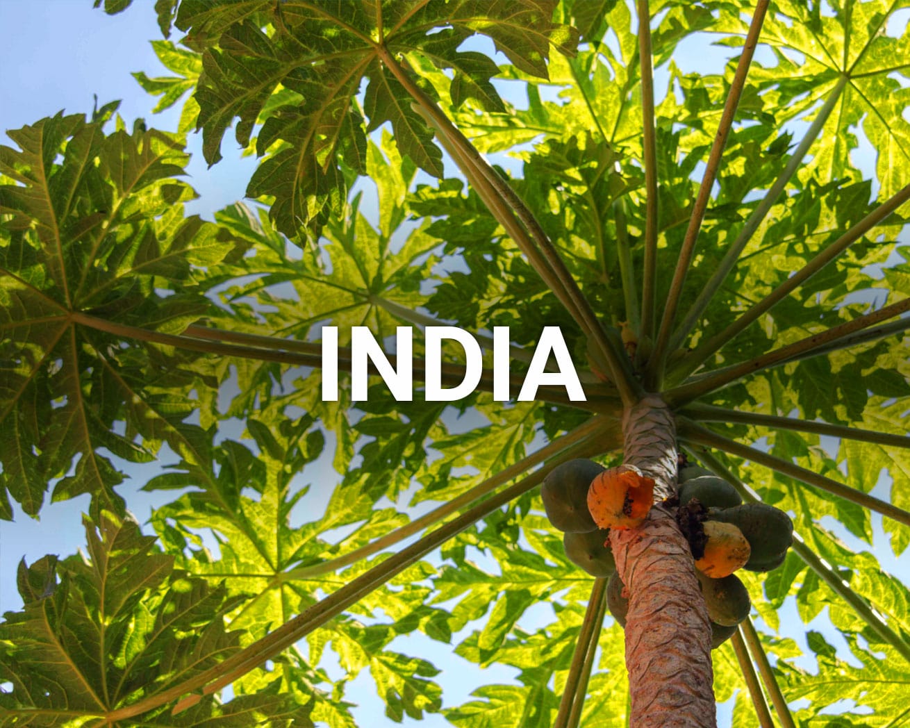 India main image