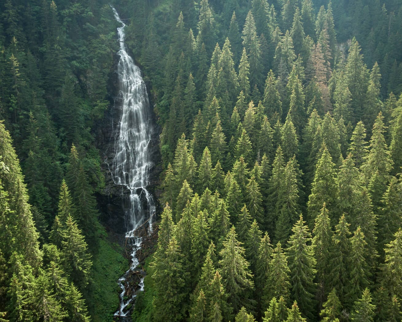 Plant Trees Where They're Needed Most