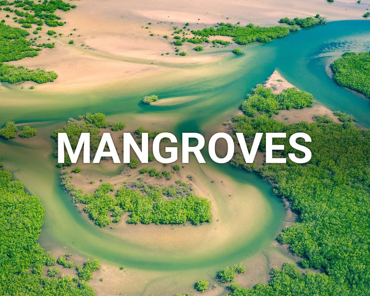 Mangroves main image