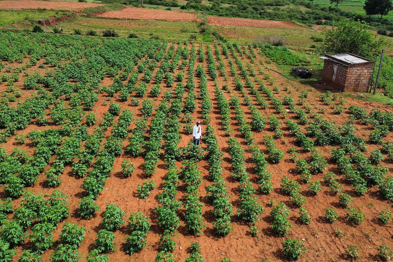 maninsaplingnursery.jpg__PID:4cd53043-0aea-4112-b46f-872accd585a9