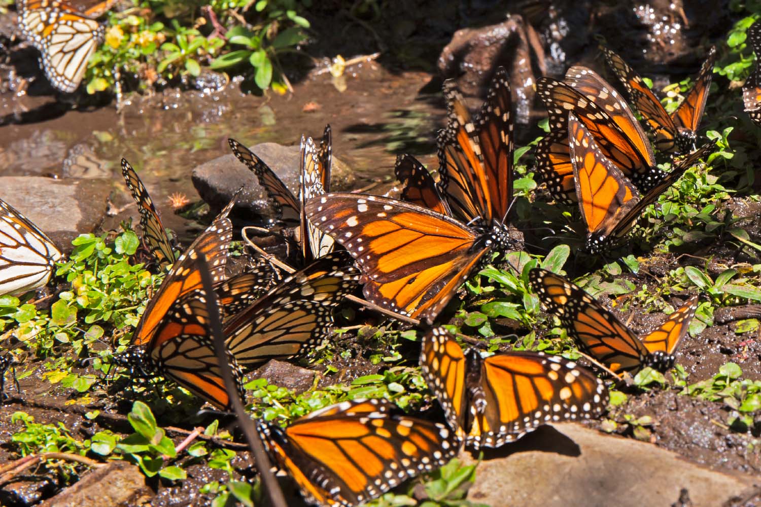 Monarch Butterflies