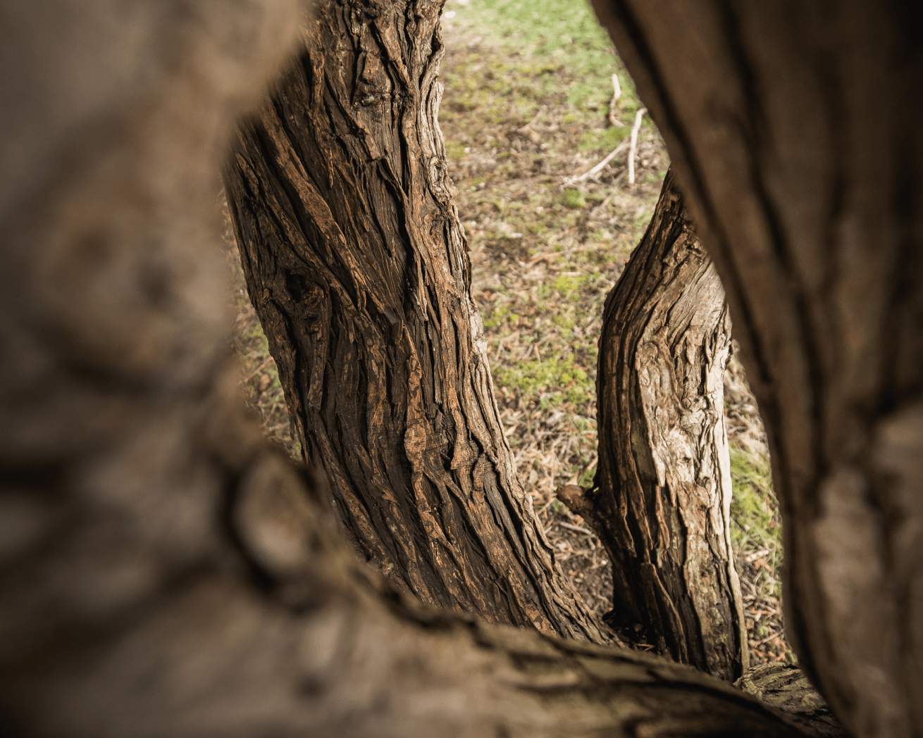 Tree bark