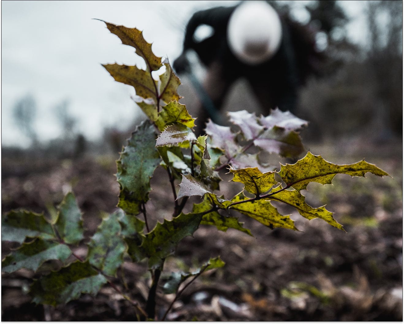 Tree sapling in the ground