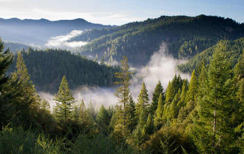 Lush forest and mountains