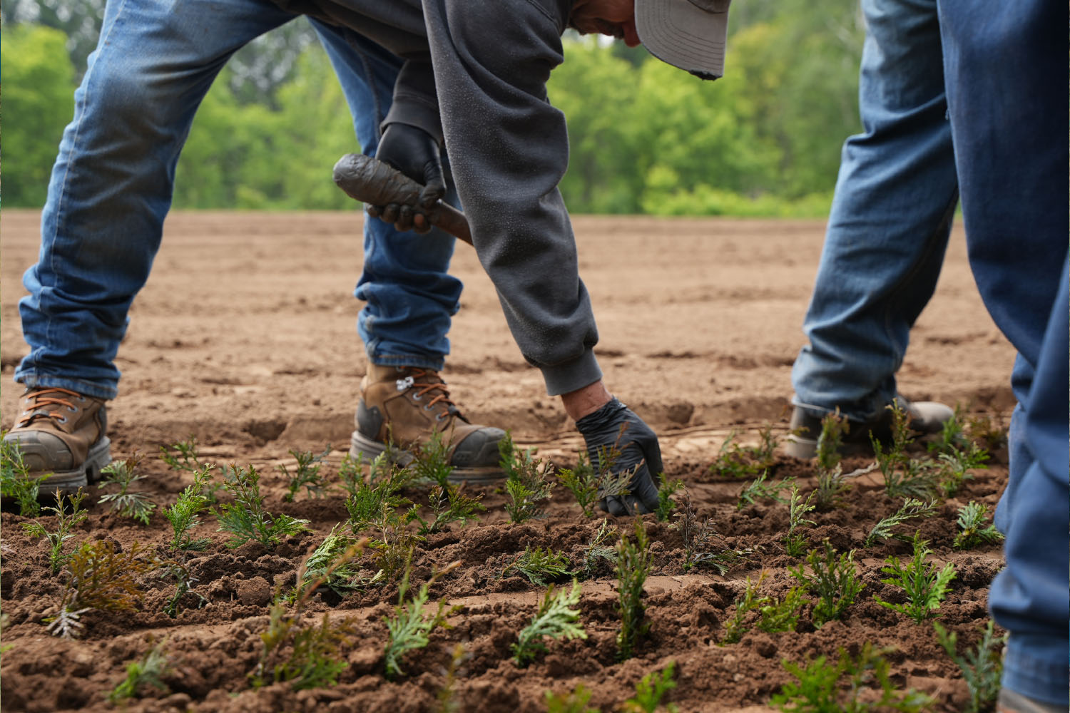 Planting saplings