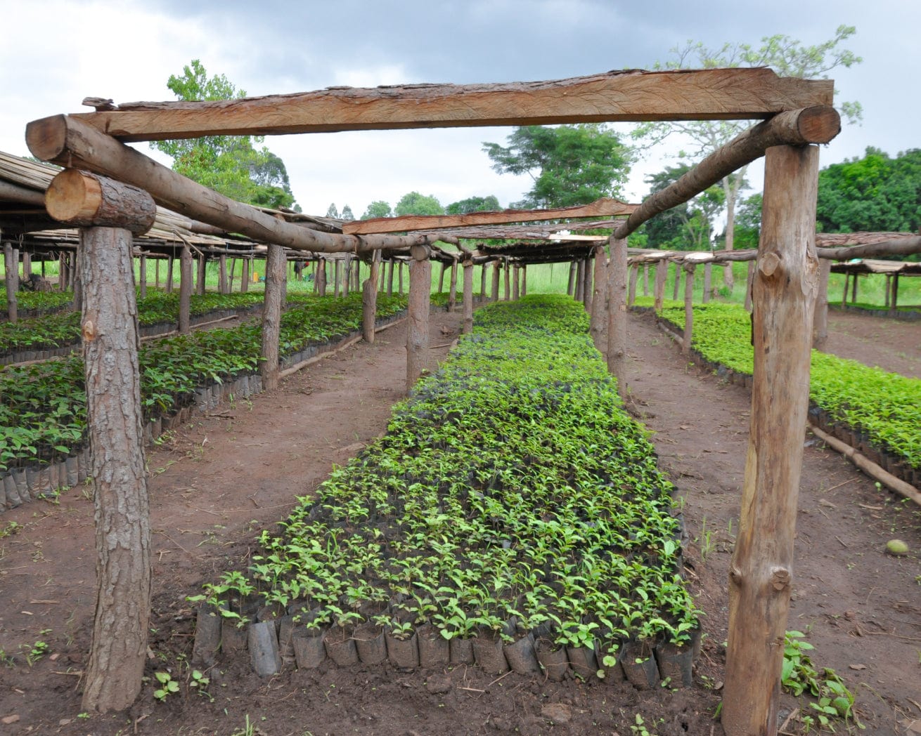 Tree nursery