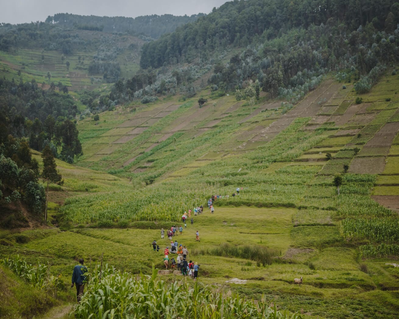 Africa landscape