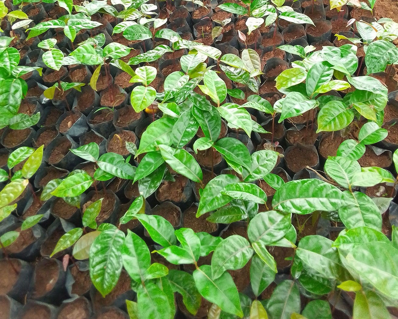 Tree saplings