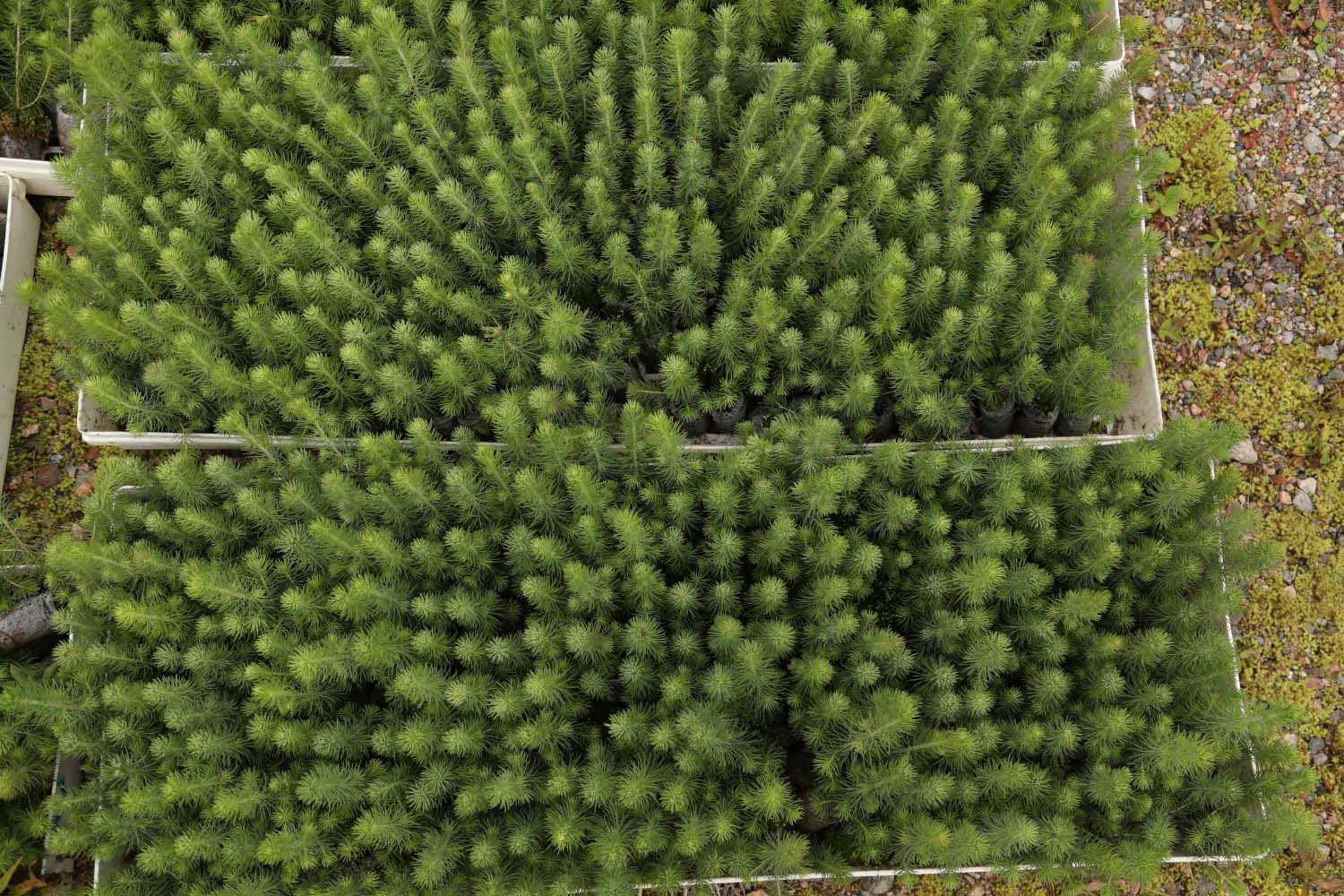 Saplings ready for planting