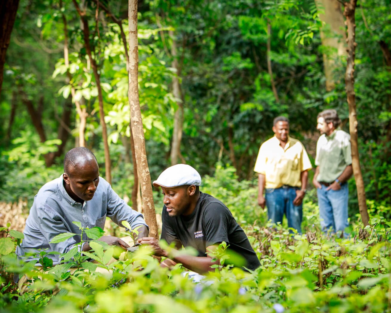 sorting saplings in Africa