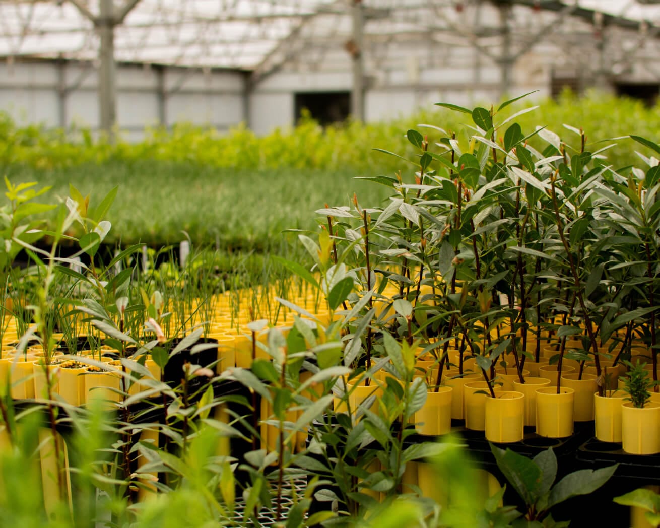 Tree saplings in nursery