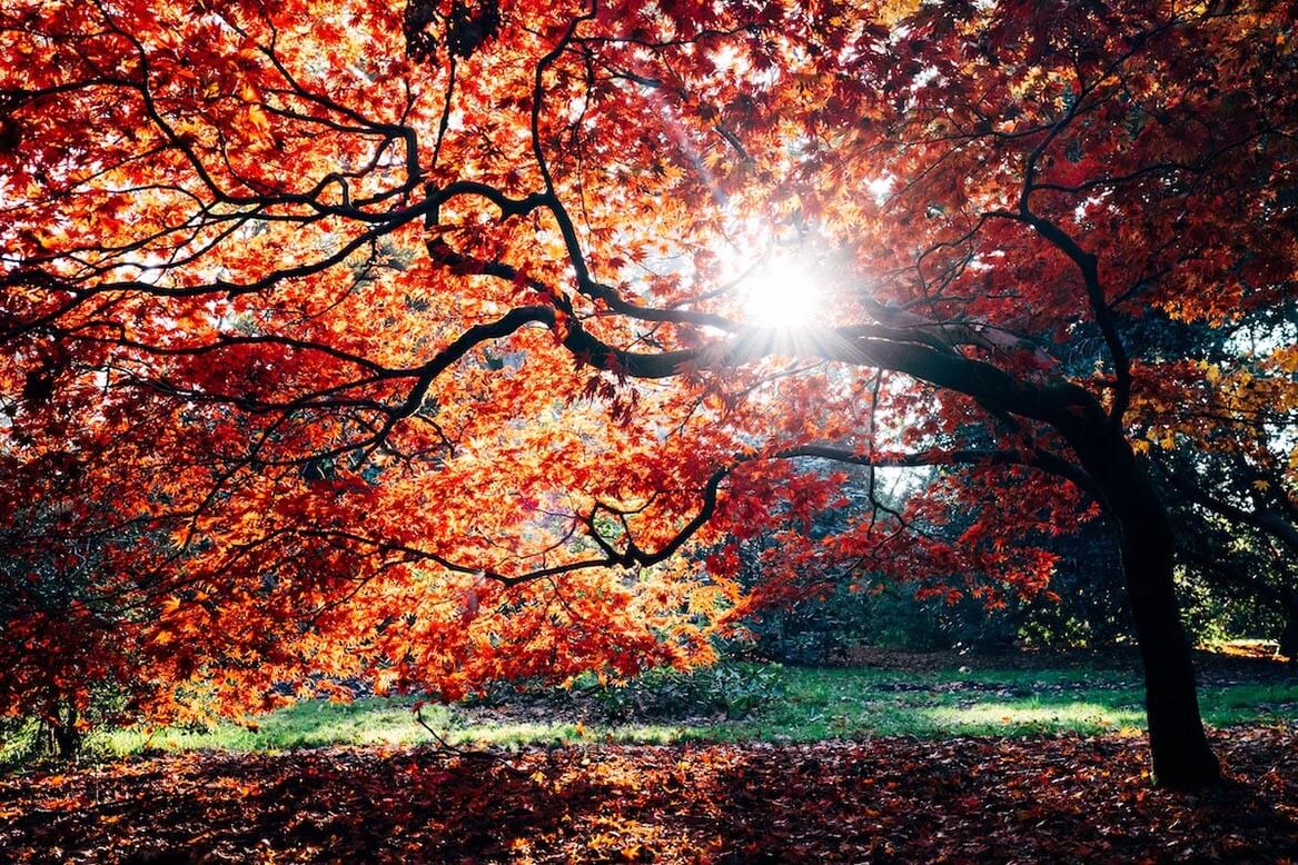 sunlightthroughorangetree.jpg__PID:cbeb32f2-fa5d-43cc-87b3-8e71d10190c3