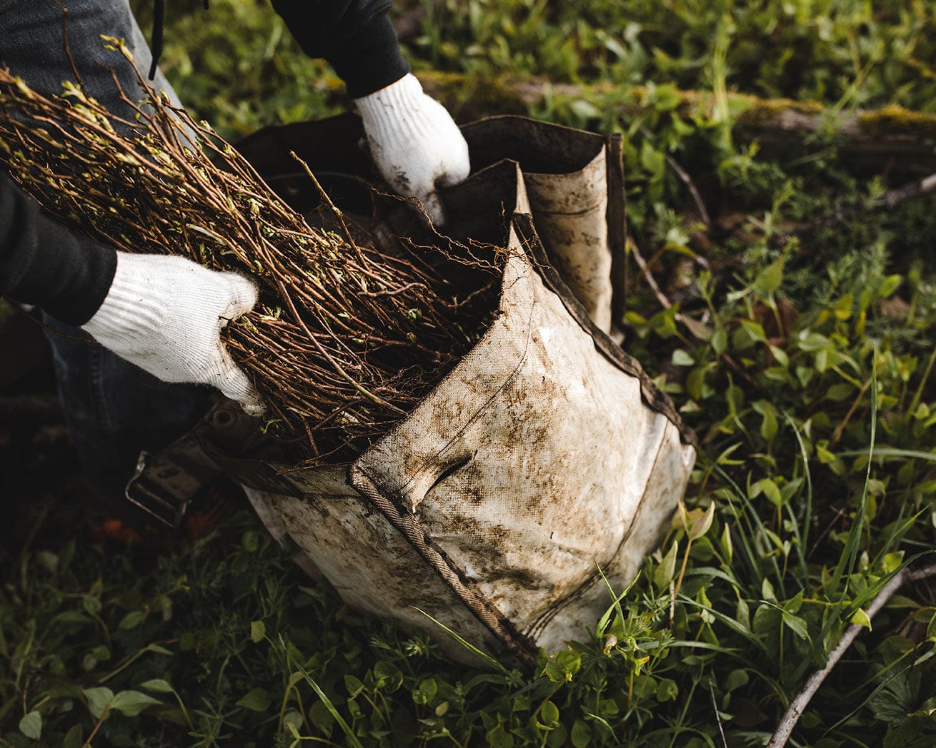 Tree saplings
