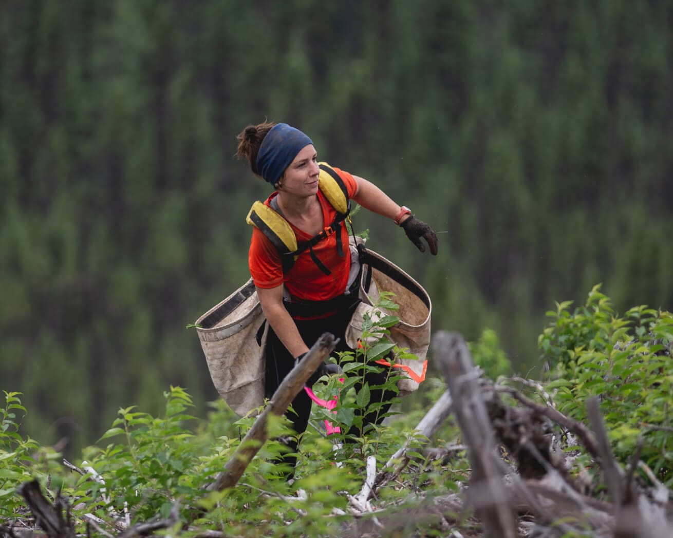 Plant Trees Where They're Needed Most