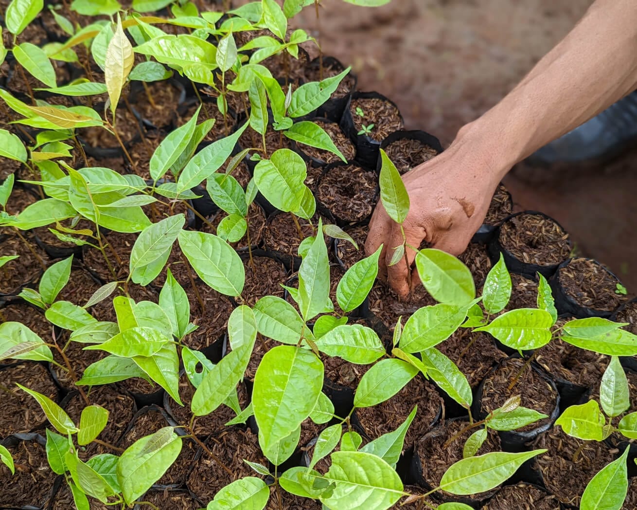Plant Trees Where They're Needed Most