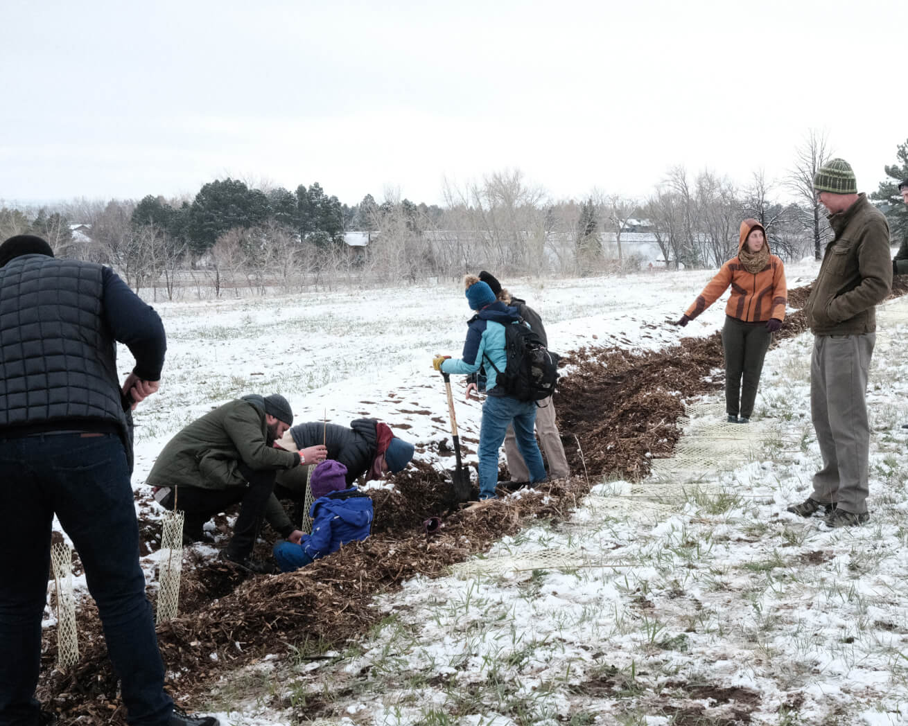Tree planting in Colorado
