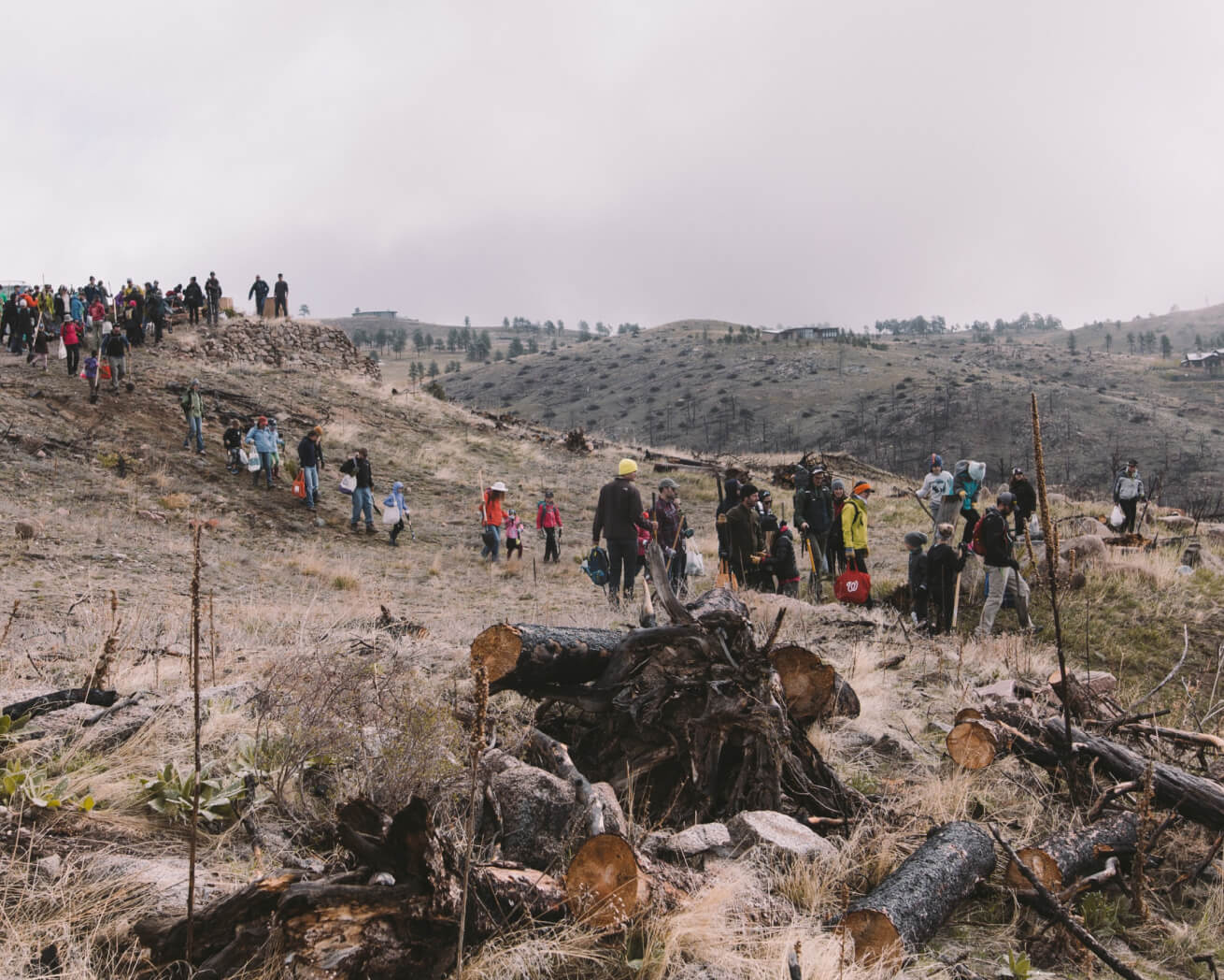 Tree planting site in Colorado