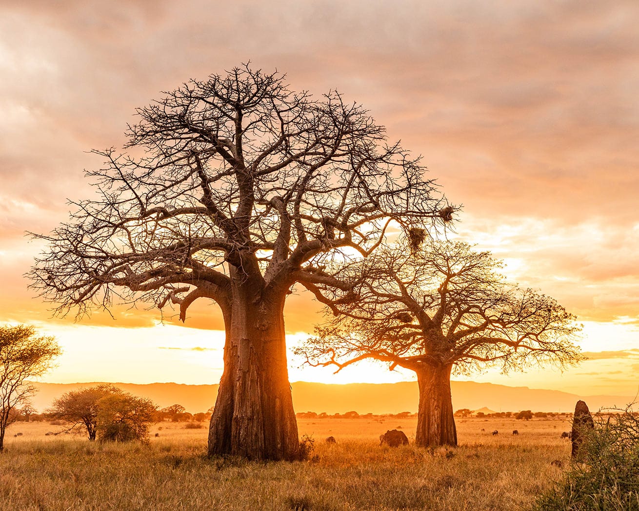 Tree in Africa