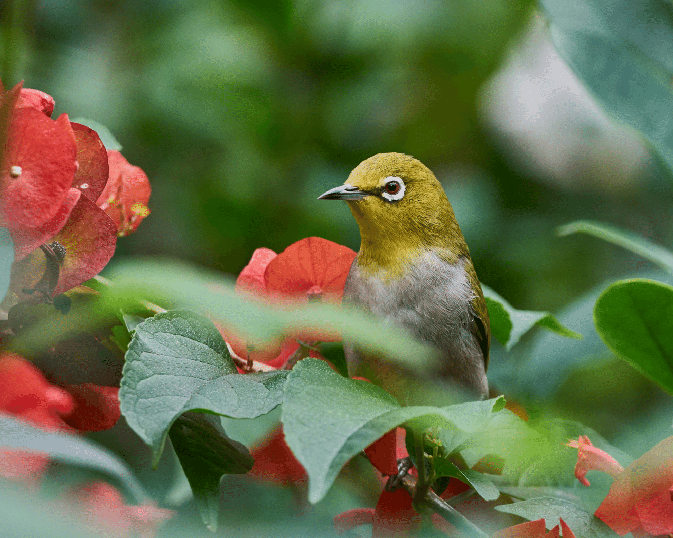 Biodiversity in Thailand