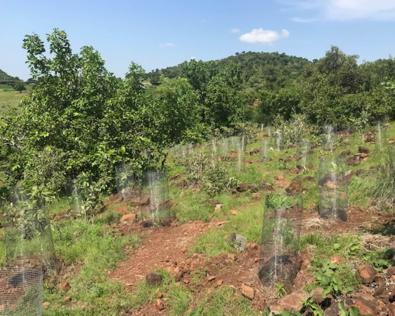 Wire Mesh to fence tree Seedlings Ghana