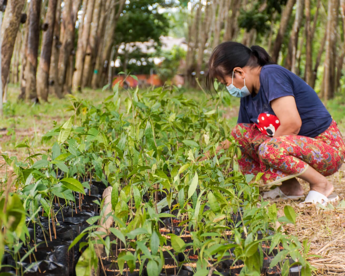 Woman sorting out tree saplings in Asia